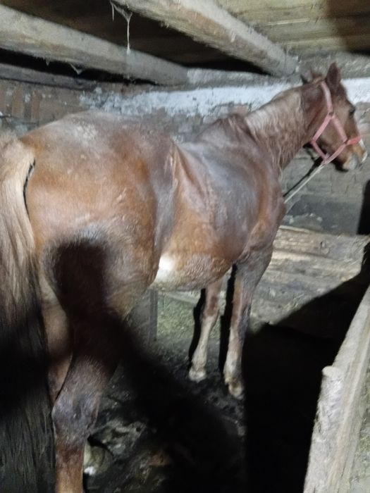 Vand cal,garantat  la ham,cuminte