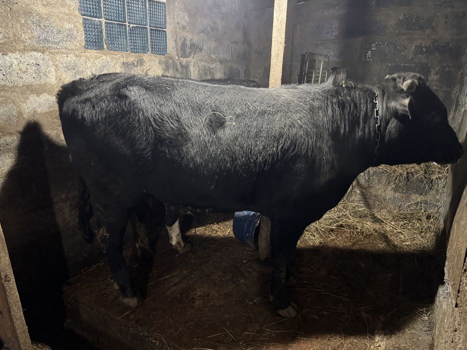 Продам бычков,срочно