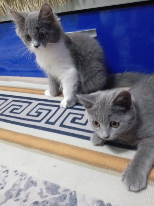 Отдам котят  две девочки