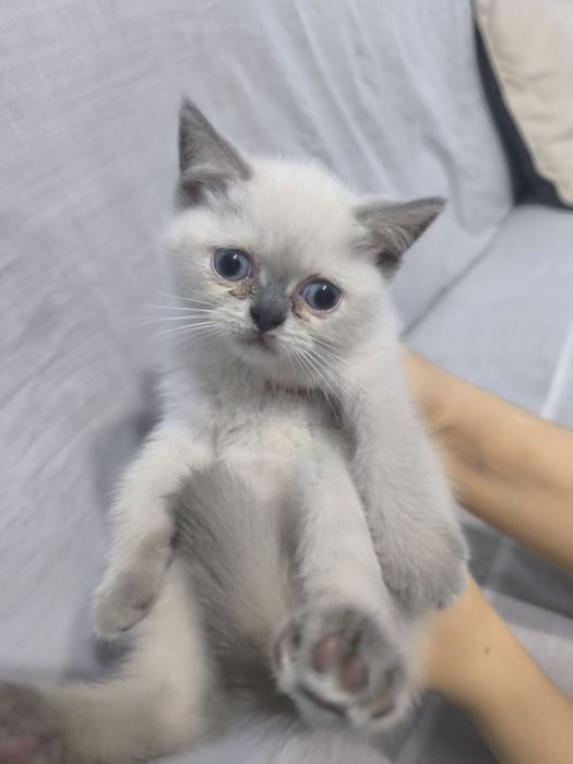 Шотландский скотиш страйт