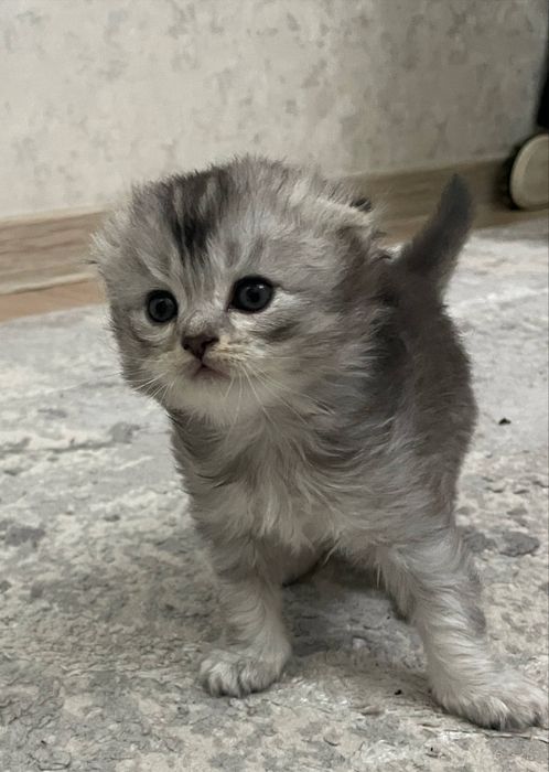 Mushuklar (кошка)