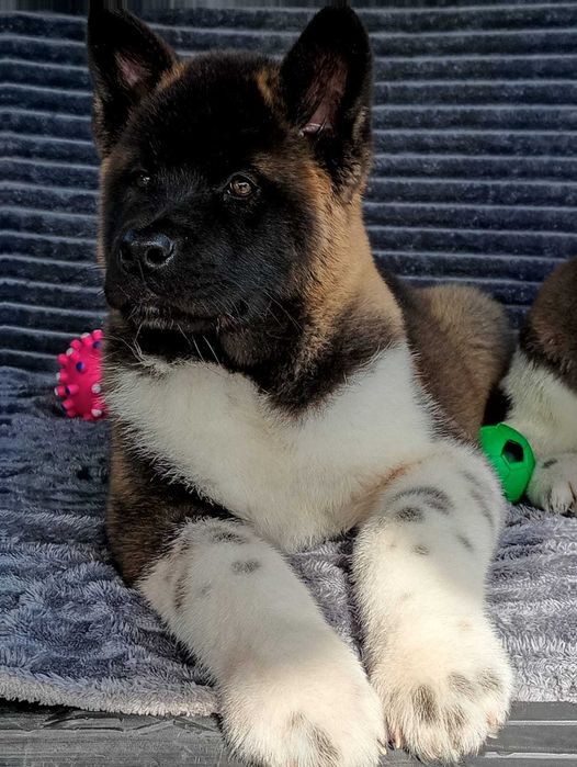 Плюшевые щенки акиты