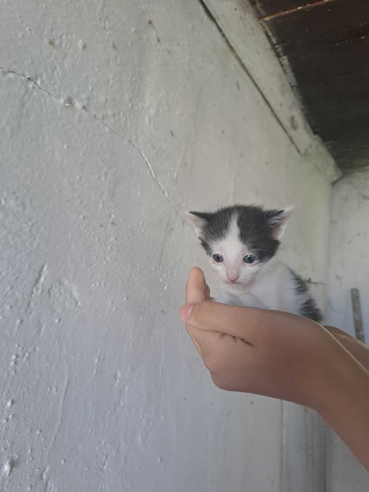 Котята бесплатно