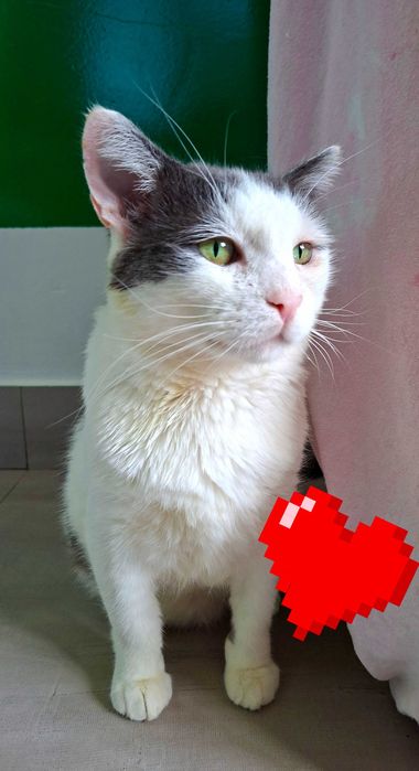 Adoptie cuplu de pisici Martafoii