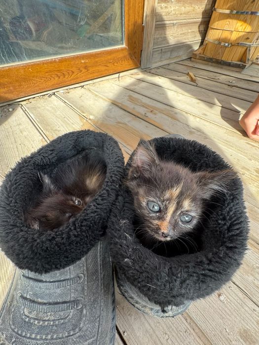Котята  бесплатно