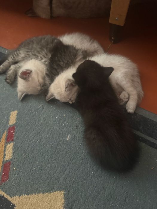 Отдам милых котят