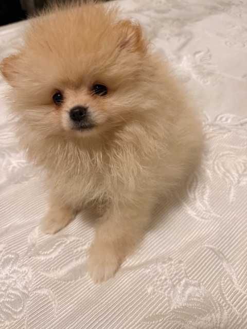 Pomeranian cu pedigree, poze reale!