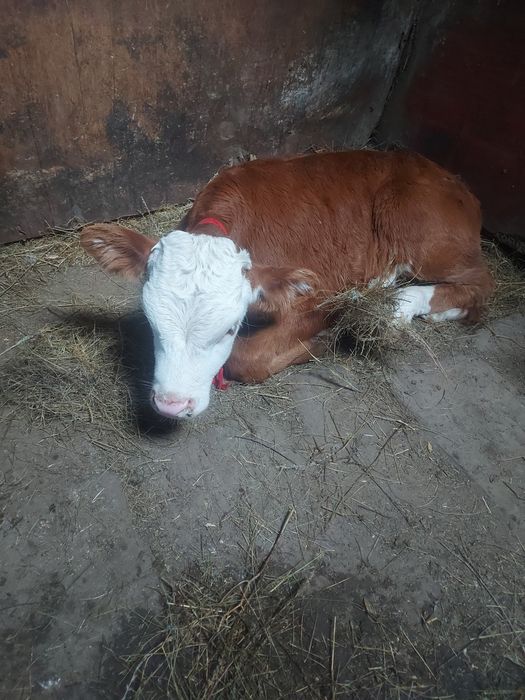 Продам бычков этого года