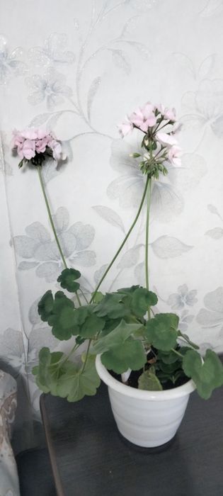 Глоксиния Герань продаются