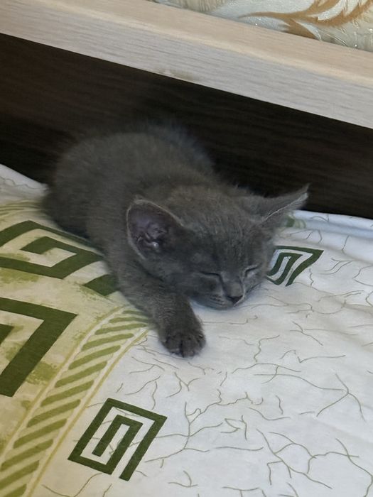 Котенок мальчик в добрые руки