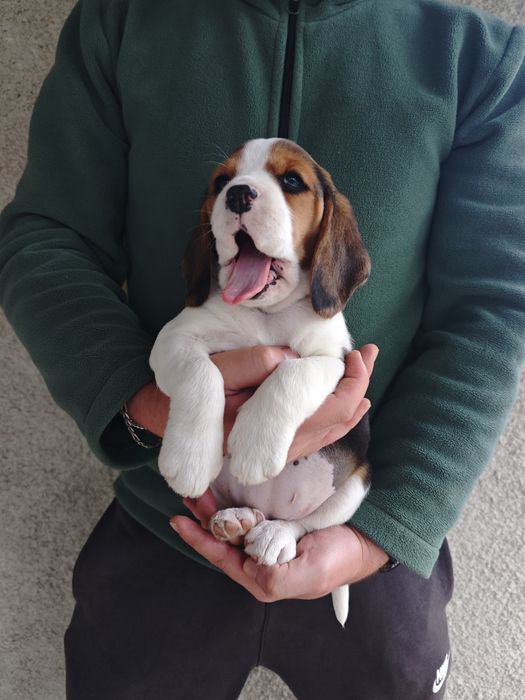 Pui beagle tricolor