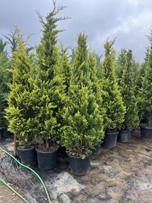 Vand plante ornamentale