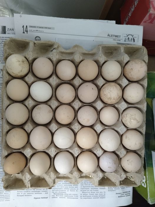 Продается домашние яйца