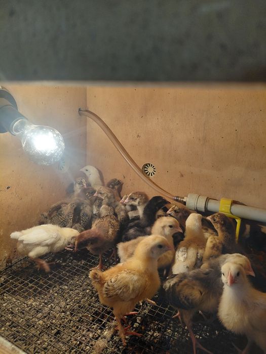 Балапан 1 апталык 600 тенгеден