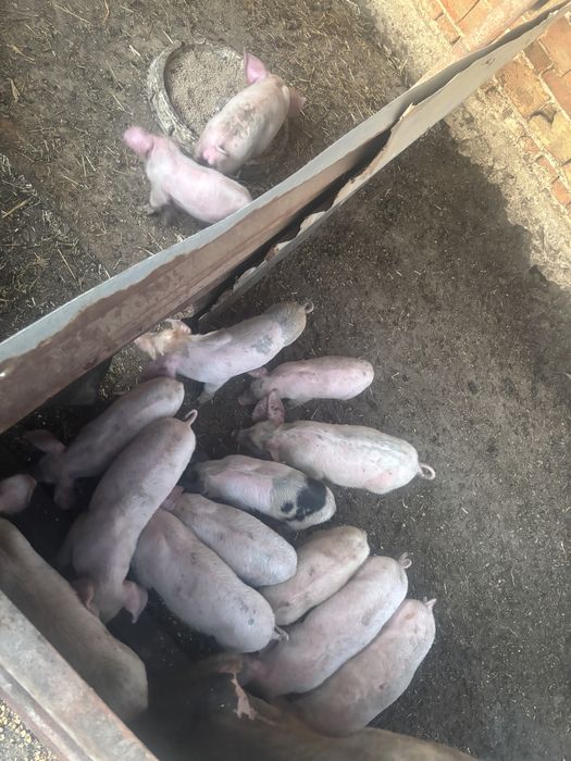 Продавам малки прасета