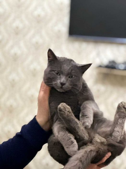 Britanskiy mushuk | Cat | Кошка