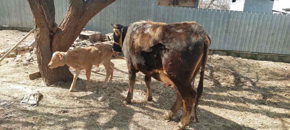 Алатауская первотелка