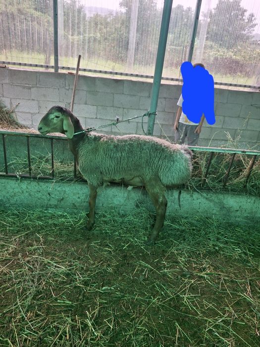 Продам кошкара  срочно
