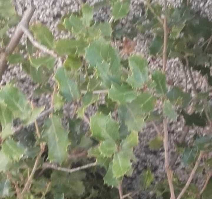 Билка Пърнар(лекува бъбречни заболявания, камъни в бъбреците, инфекции