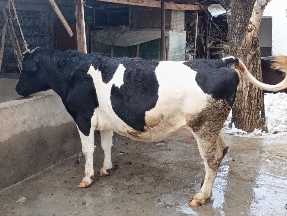 Rasiskiy yetu bogʻoz sigir sotiladi