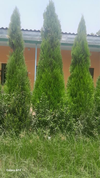 Archa va Manzarali daraxtlar Dexqondan Surxondaryo Sariosiyo