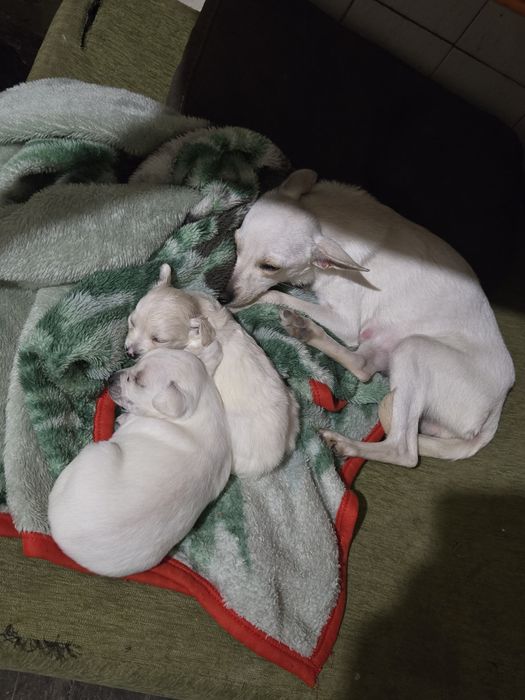 Продавам кралски бели пинчери