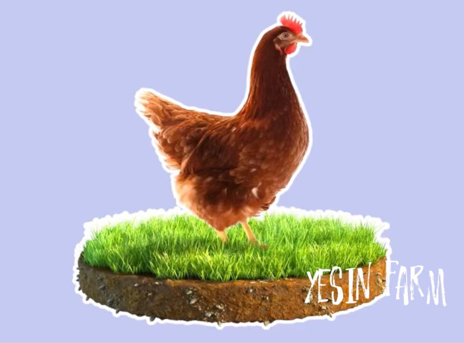 Инкубационные яйца несушка ломан браун — начало прибыли