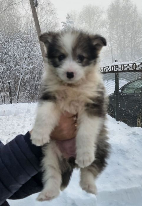 Отдам щенка в добрые руки