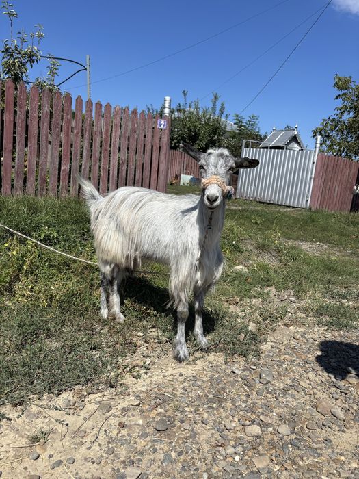 Vand trri capre, din care doua cu lapte