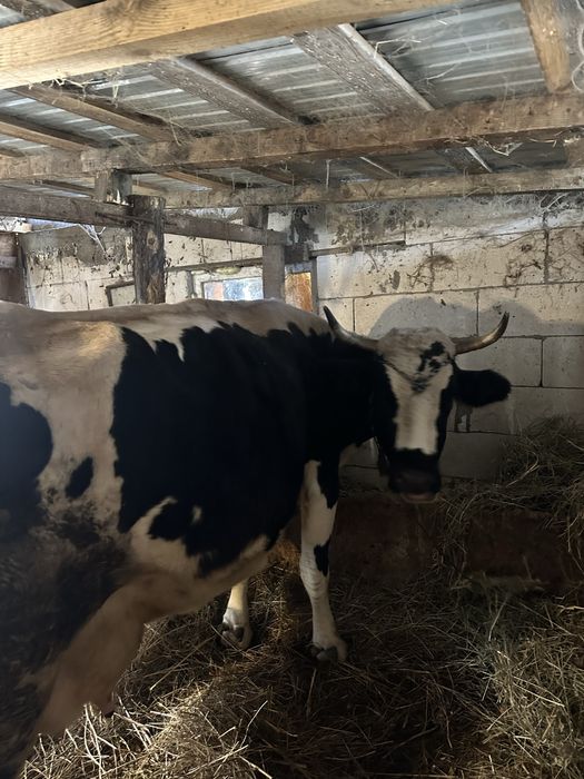 Vaca Holstein De Vanzare