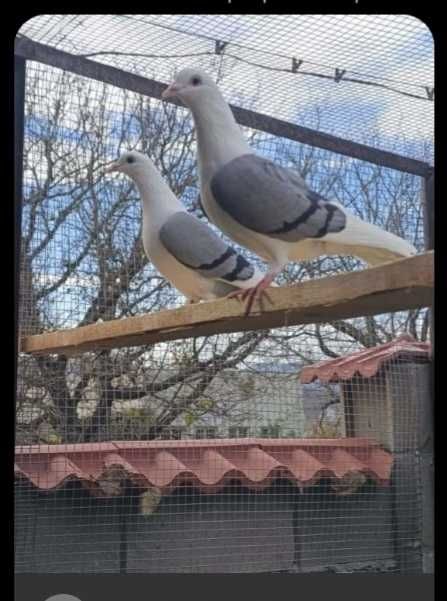 Гълъби различни породи