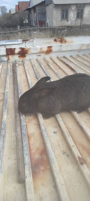 Продам взрослых кролей