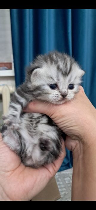 Продам котёнка шотландский