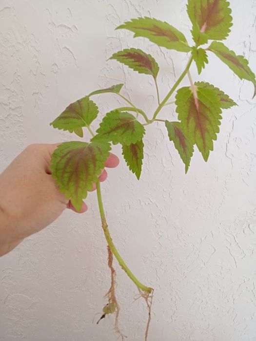 Продам колеус по 400 тг