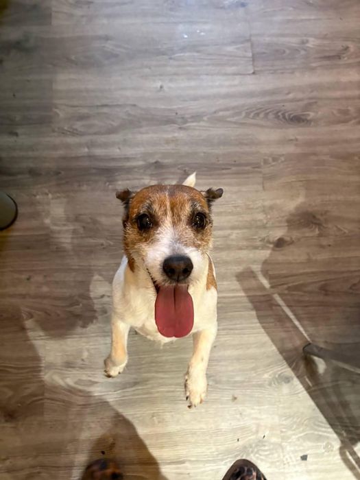 Джек рассел, 5 лет