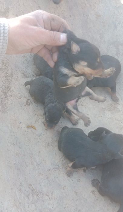 Продам щенков ягдтерьера