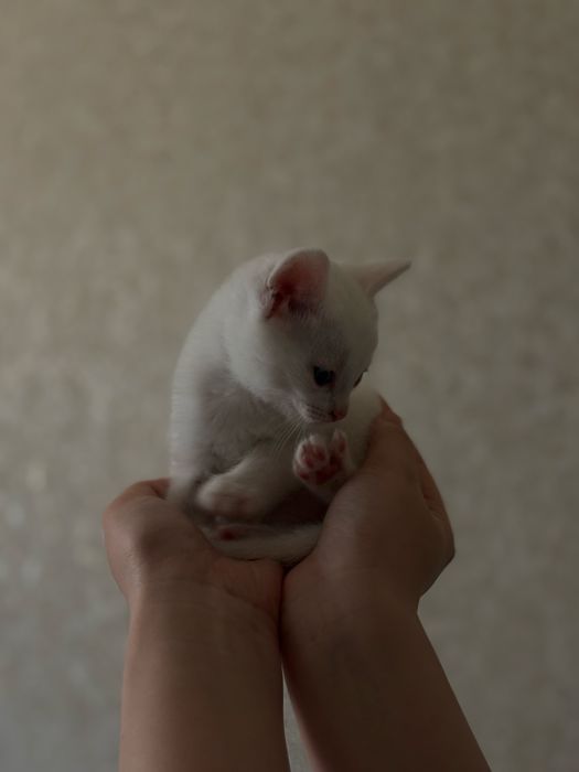 Белые котята срочно продается