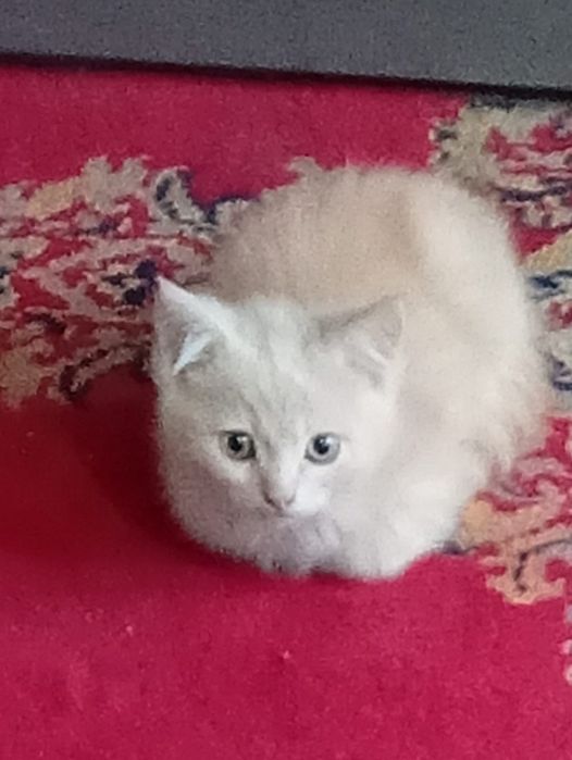 Котят в хорошие руки