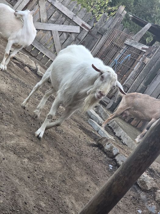 Vând  Țap Saanen