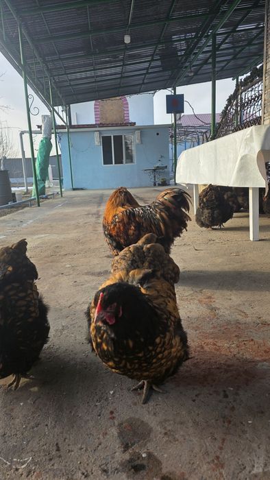 Продам Орпингтон племя