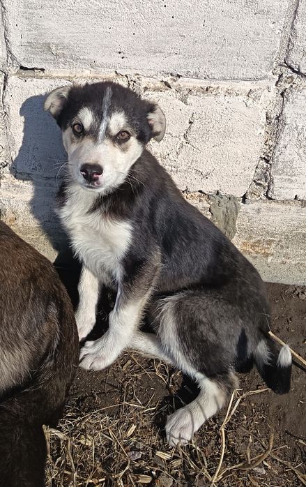 Отдам в добрые руки