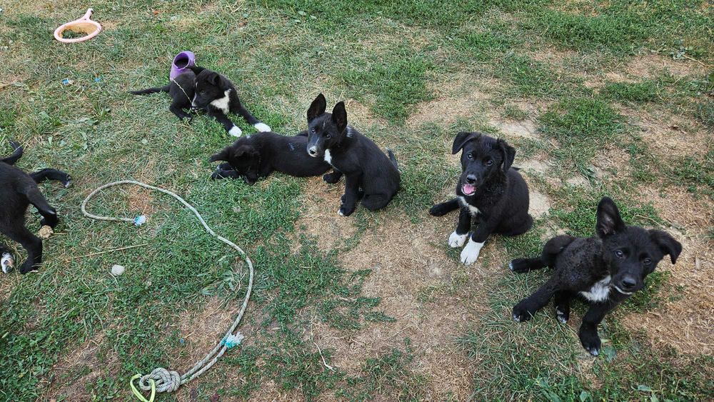 Donez cațeluși mama: border collie, tata: caine lup