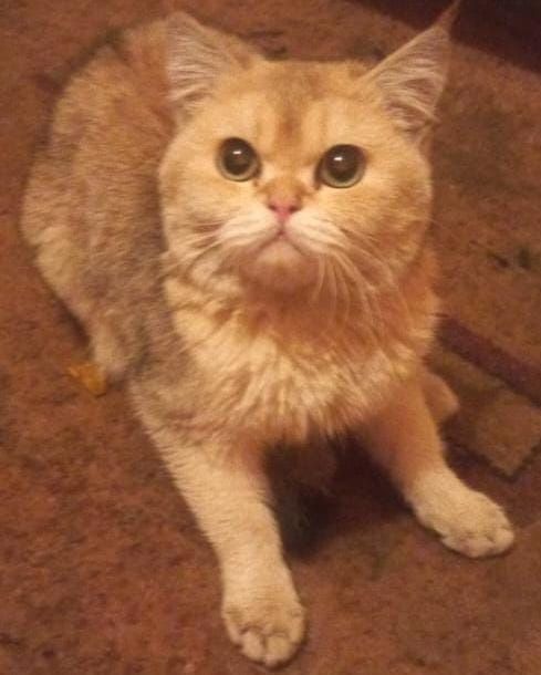 Кот золотое шиншиллы