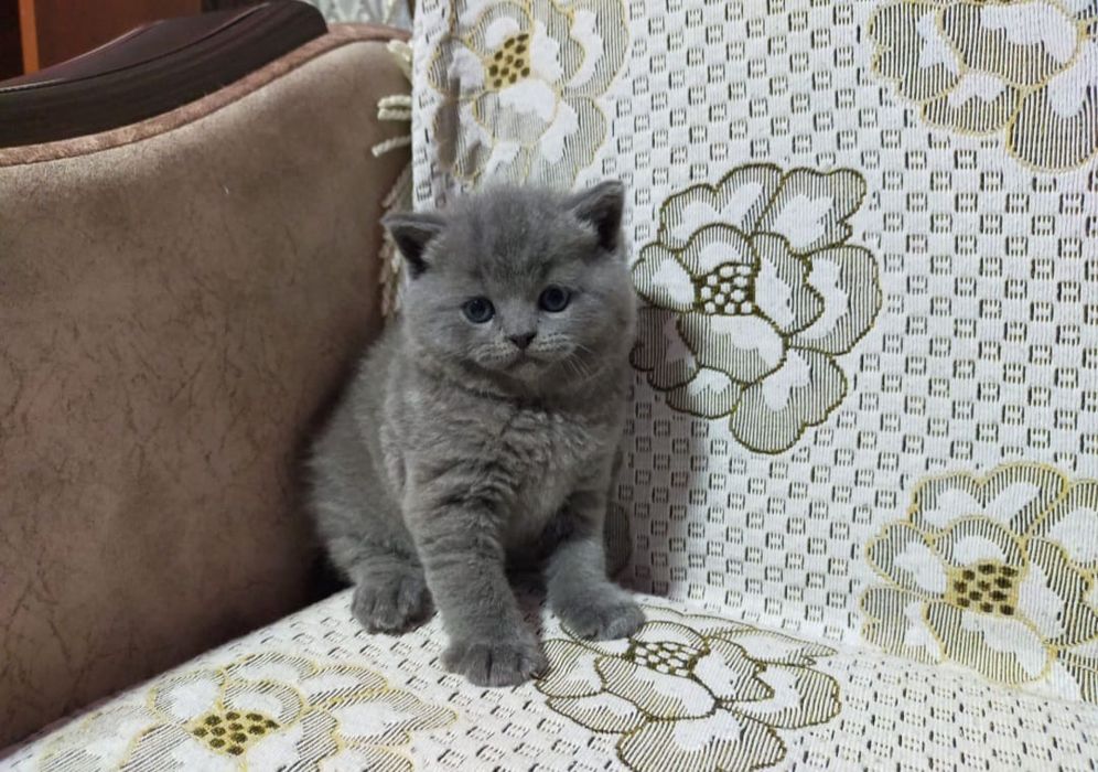 Британские Нежные Плюшки.