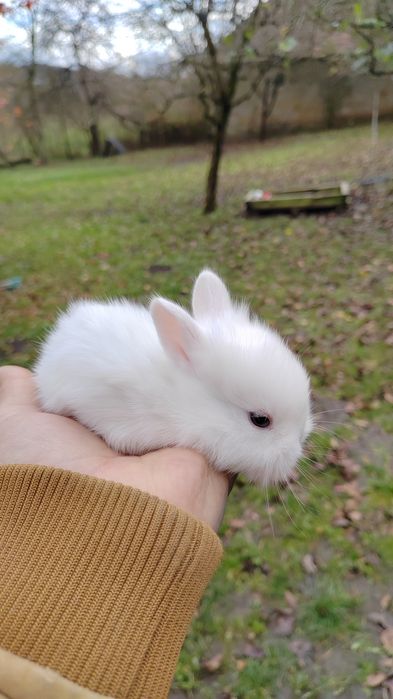 Iepurași cap de leu