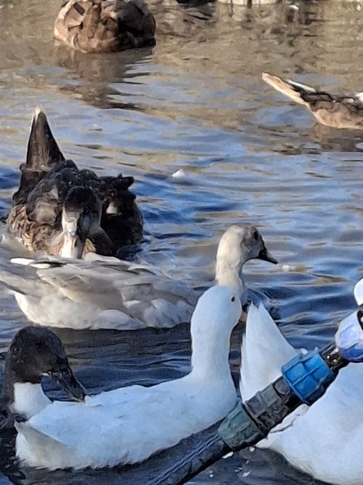 Утята пекинка,индоутята,башкиры