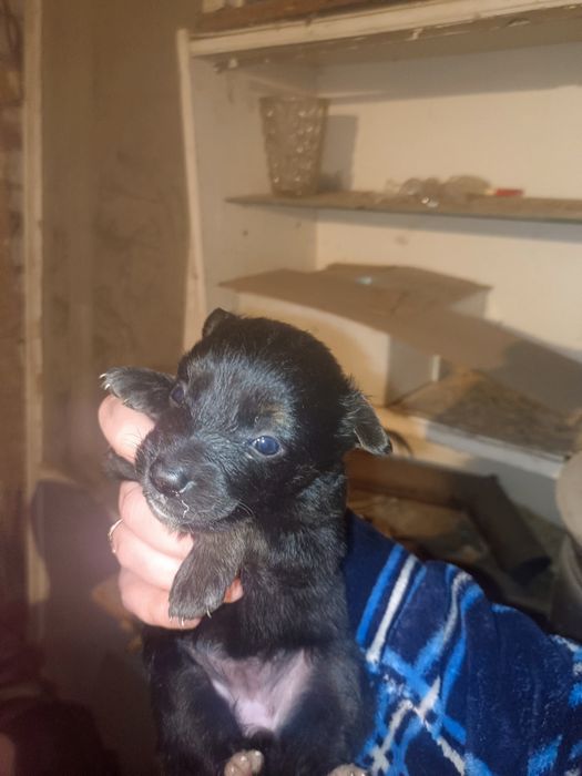 Отдам кутят в добрые руки