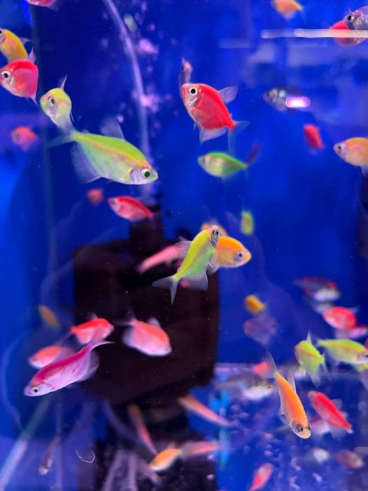 Baliq magazing assartiment kotta