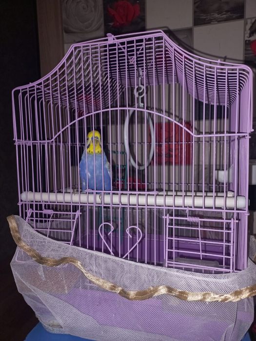 Волнистый попугай попугая