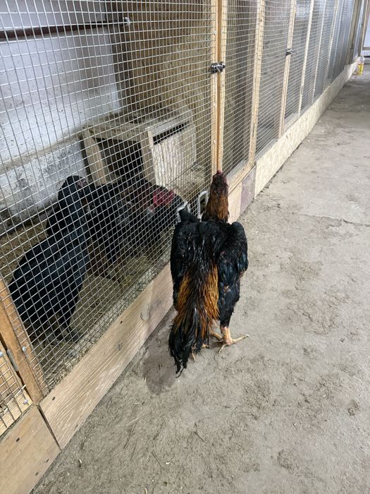 Бойцовый кораз сатылады